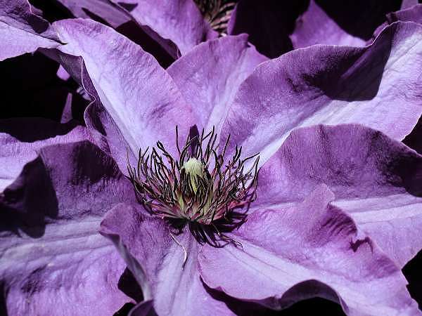 Clematis2