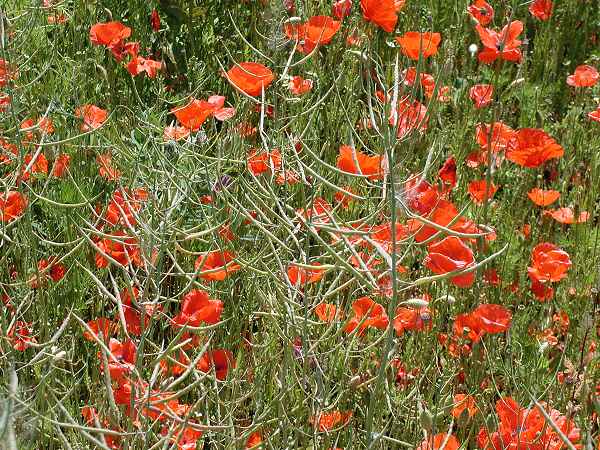 Mohn1