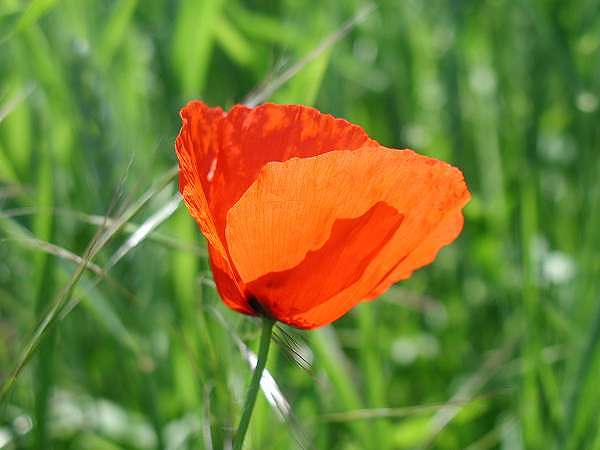 Mohn2