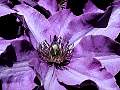 clematis2