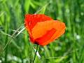 mohn2